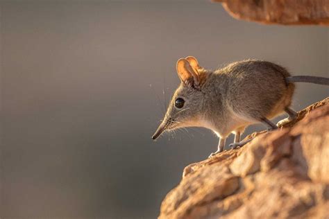 33 Best Elephant Shrew Facts - Facts.net