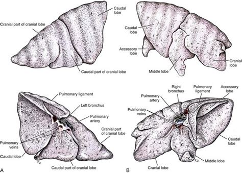 Where Are The Lungs On A Dog