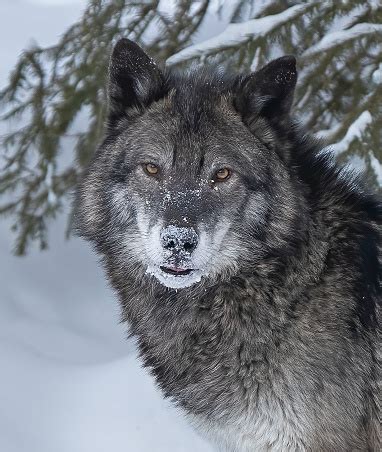 Tundra Wolf Pictures | Download Free Images on Unsplash