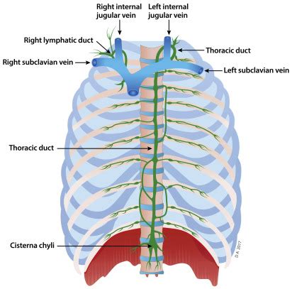 Magnetic Resonance Lymphangiography | Radiology Key