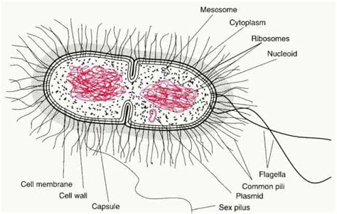 Bacteria Cell Labelled Diagram Simple