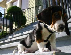 Bagle Hound (Basset Hound Beagle Mix) Info, Facts, Temperament, Training, Puppies, Pictures