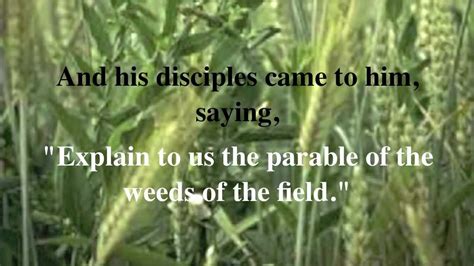 An encounter with Yeshua: The parable of wheat and tares: linked with our Messiah's Second Coming