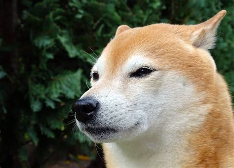 15 Surprising Shiba Inu Facts You Need to Know Before Getting a Shiba