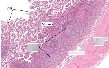 Ileum Histology Diagram | Quizlet