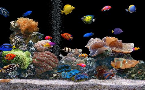 Aquarium Live Wallpaper Windows 10 - WallpaperSafari