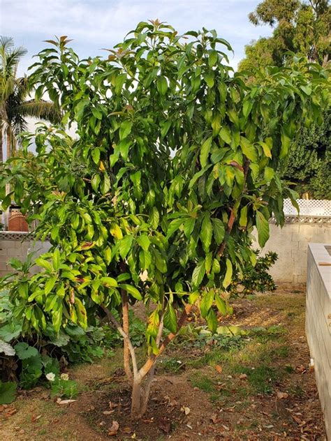 Young avocado tree | Avocado tree, Edible landscaping, Fruit trees