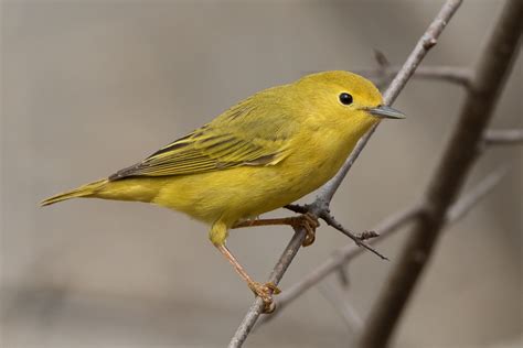 Yellow Warbler (female-spring) – Jeremy Meyer Photography