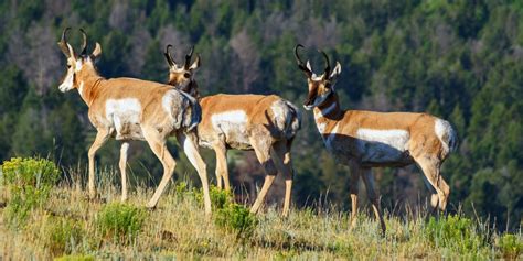 What’s the Difference Between a Pronghorn and an Antelope?