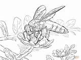 Coloring Pages Of Honey Bees  Home sketch template