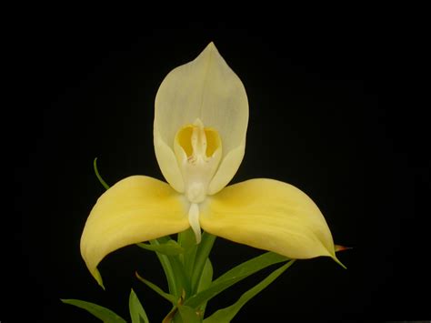 Plantweb: Disa uniflora yellow b from Disa uniflora