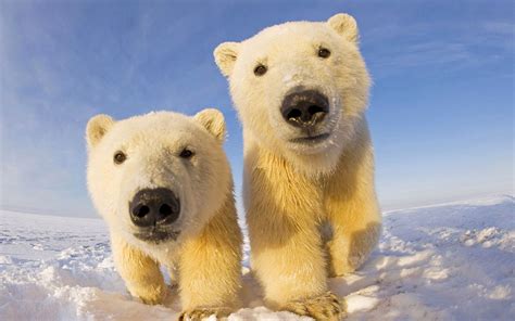 Polar Bear Wallpapers, Pictures, Images