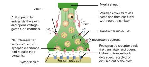 Receptors and Neurotransmitters of the CNS | Concise Medical Knowledge