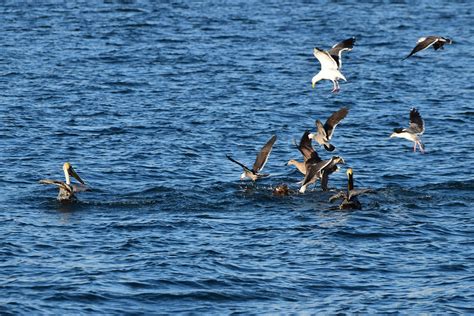 Harbor Seal Meal Scraps Photograph by Robert VanDerWal - Fine Art America