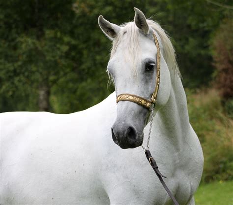 Arabian | White horses, White arabian horse, Arabian horse