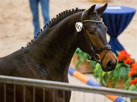 Lamour | Dutch Dressage Warmblood for Sale - Peter Berkers Sporthorses