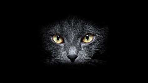 Download Black Cat Animal Cat HD Wallpaper