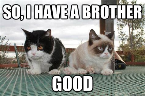 Grumpy Cat Brother memes | quickmeme