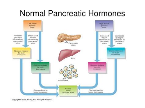 PPT - Endocrinology... The Study of Hormones PowerPoint Presentation ...