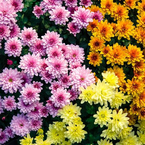 How To Take Care Of Florist's Chrysanthemum at Helen Vazquez blog