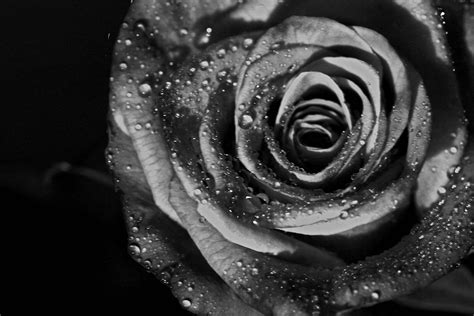 Black And White Rose Backgrounds