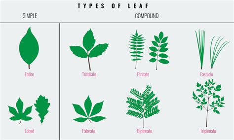 A Beginner's Guide to Tree Identification - Earth.com