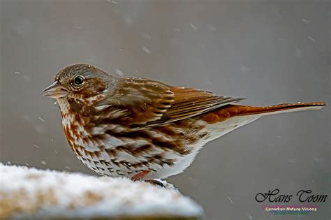 Canadian Nature Visions | Fox Sparrow