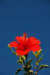 Glowing Red Hibiscus Free Stock Photo - Public Domain Pictures