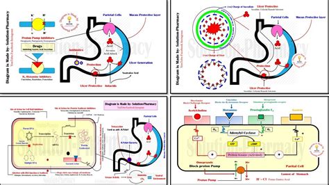 Antiulcer Drugs = Mechanism of Action for All Antiulcer Drugs | Treatment of Peptic Ulcer ...