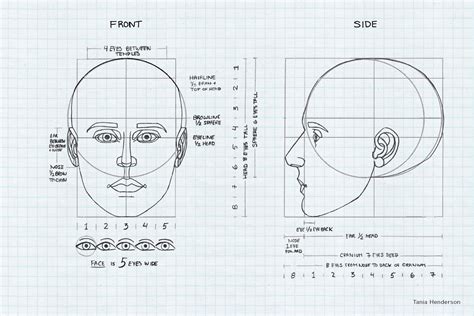 Proportions Of The Face