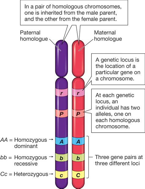 Genetic Variation and Change - Science with Mrs Beggs