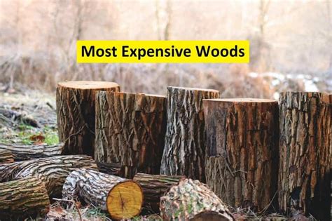 Top 10 Most Expensive Wood Types - Diversity News Magazine