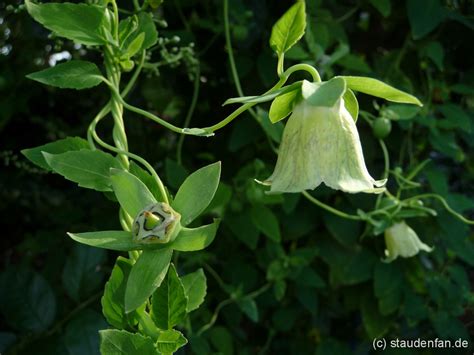 Codonopsis pilosula – Gärtnerei Staudenfan