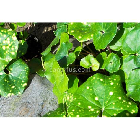 Buy Farfugium japonicum 'Aureomaculatum' with Canarius