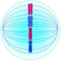 Metaphase - Mitosis and Meiosis