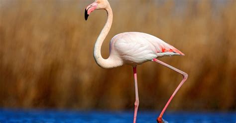 Greater Flamingo Bird Facts (Phoenicopterus roseus) | Bird Fact