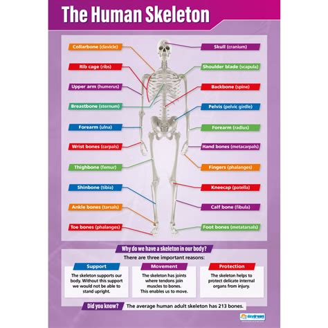 The Human Skeleton Poster - Daydream Education