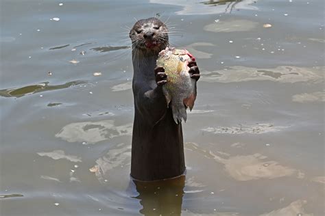 ‘I thought I was going to die’: Otters pin down, attack man in Singapore - National | Globalnews.ca