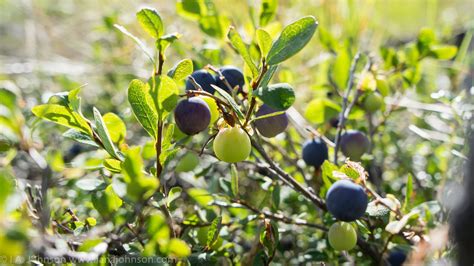 It's Blue Season! : Wild Berries in Alaska