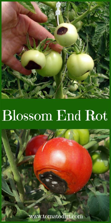 Blossom end rot: how to identify, treat, and prevent it