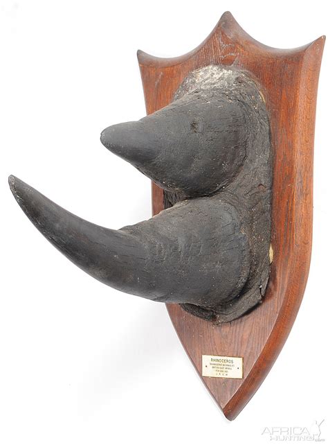 Black Rhinoceros Horns | AfricaHunting.com