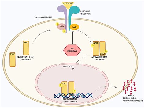 Tyrosine Kinase JAK Inhibitors Market Demand : Pfizer, Incyte, Novartis ...