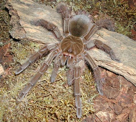 Goliath Birdeater by MrRourke on DeviantArt