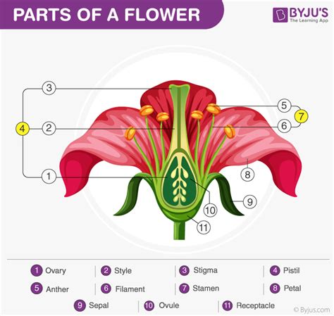 Flower Anatomy And Functions | Best Flower Site