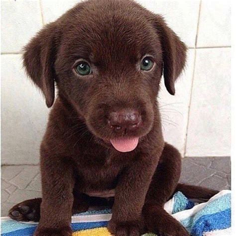 Cute brown puppy with green eyes – Artofit