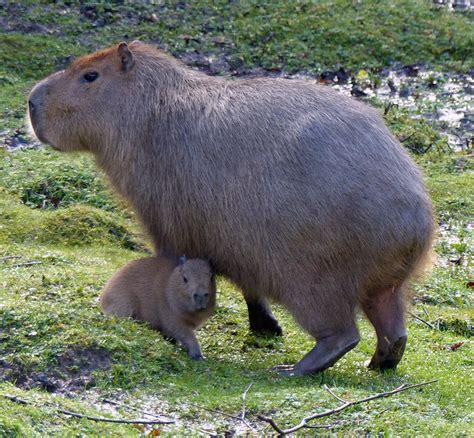 Zoo celebrates arrival of capybara pups on Christmas Day | The Independent