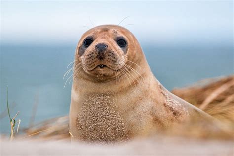 Scoperto in Russia un raro cucciolo di foca color zenzero - Quotidianpost