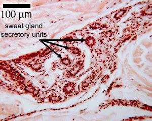 Skin: The Histology Guide