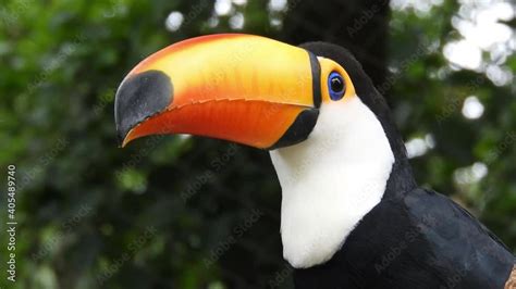 Toco Toucan also known as the common Toucan or giant Toucan. Scientific ...