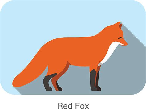 Silver Fox Cartoon Illustrations, Royalty-Free Vector Graphics & Clip Art - iStock